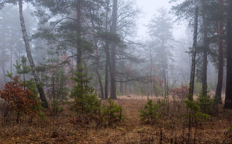 лес осень ноябрь туман сырость Когда туманные рассветы холодныphoto preview