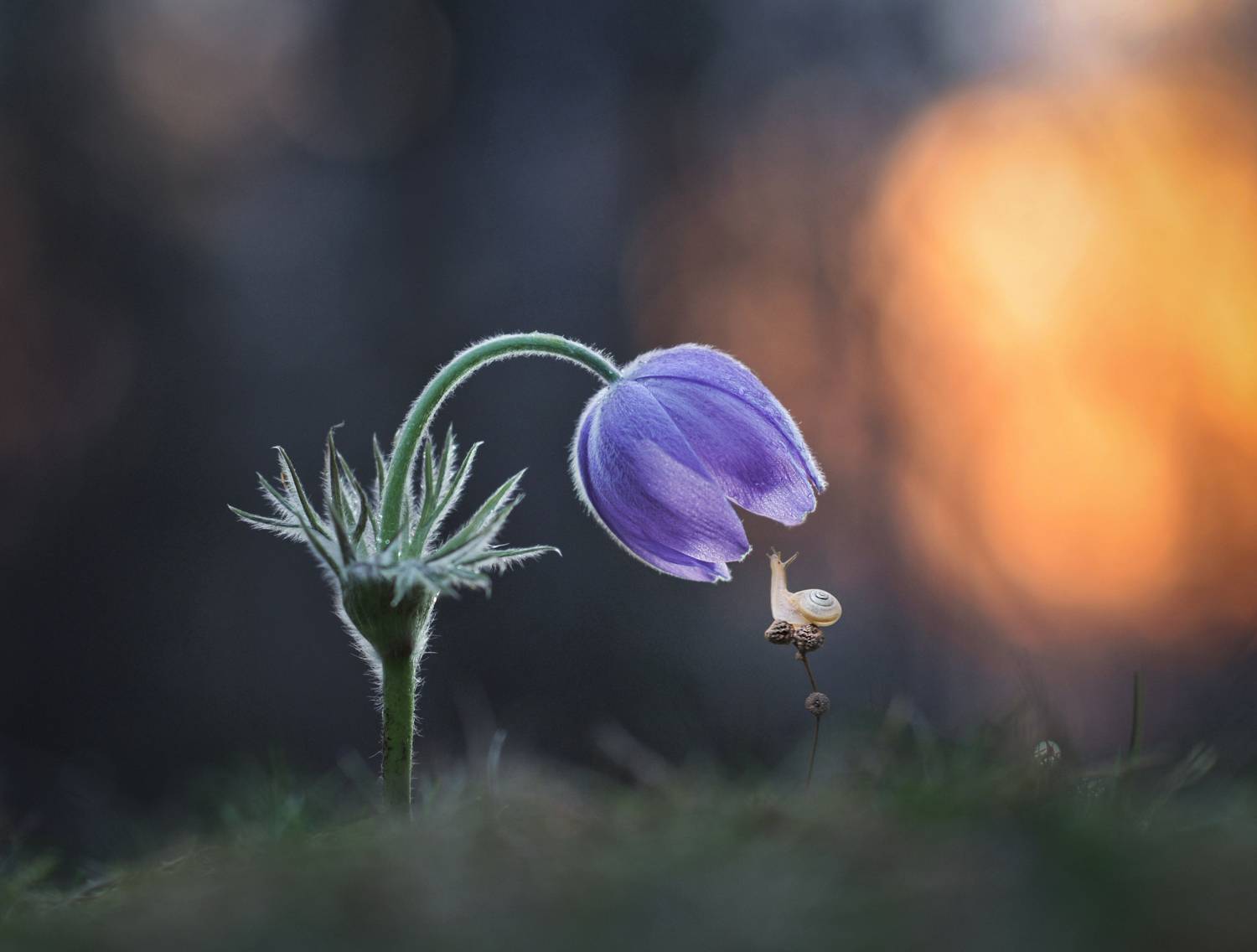 закат, сон-трава, улитка, Александр Гвоздь