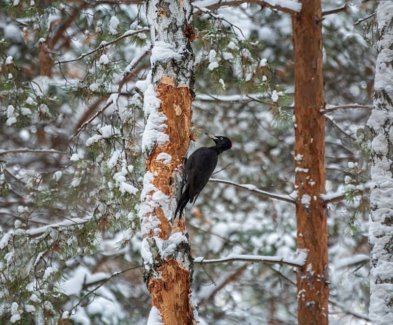 птица, желна, большой чёрный дятел, Желна.photo preview
