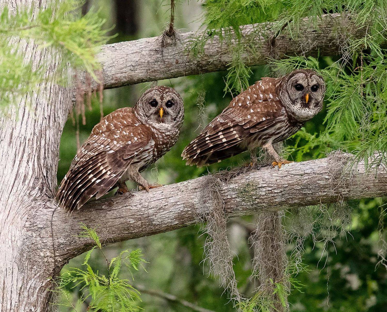 пёстрая неясыть, cова, owl, florida,флорида, хищные птицы, barred owl, Elizabeth Etkind