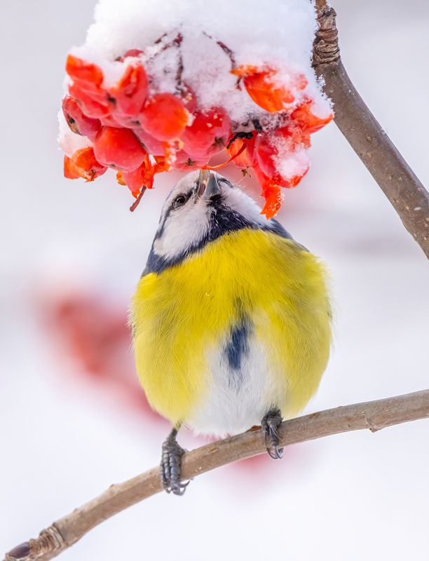 Лакомство для синичкиphoto preview