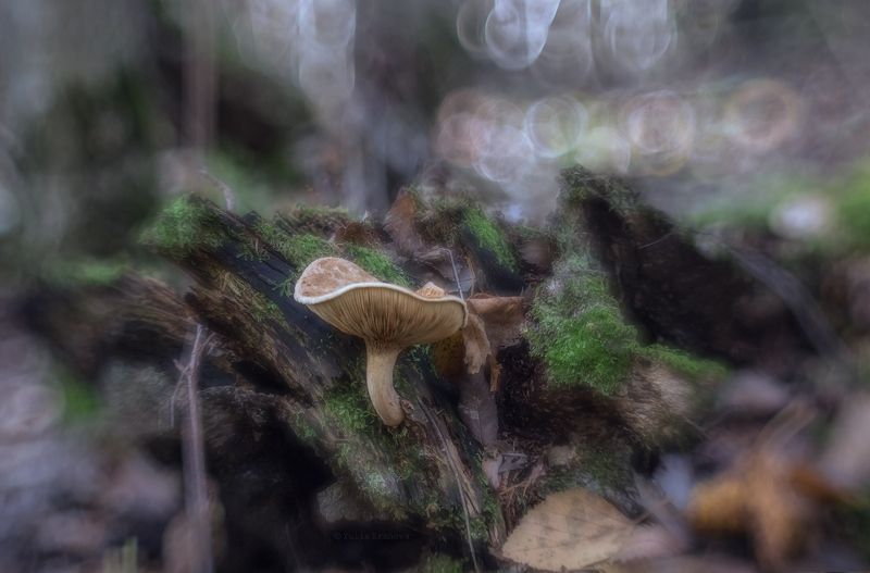 гриб, пень, лес На развалинах пняphoto preview