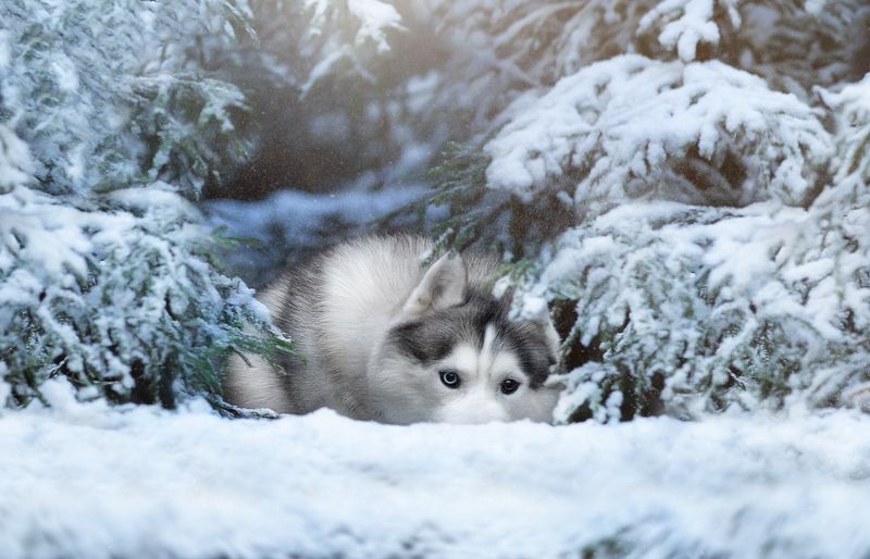 winter, siberian, husky, snow, forest, silver, wolf Siberian Husky Samphoto preview