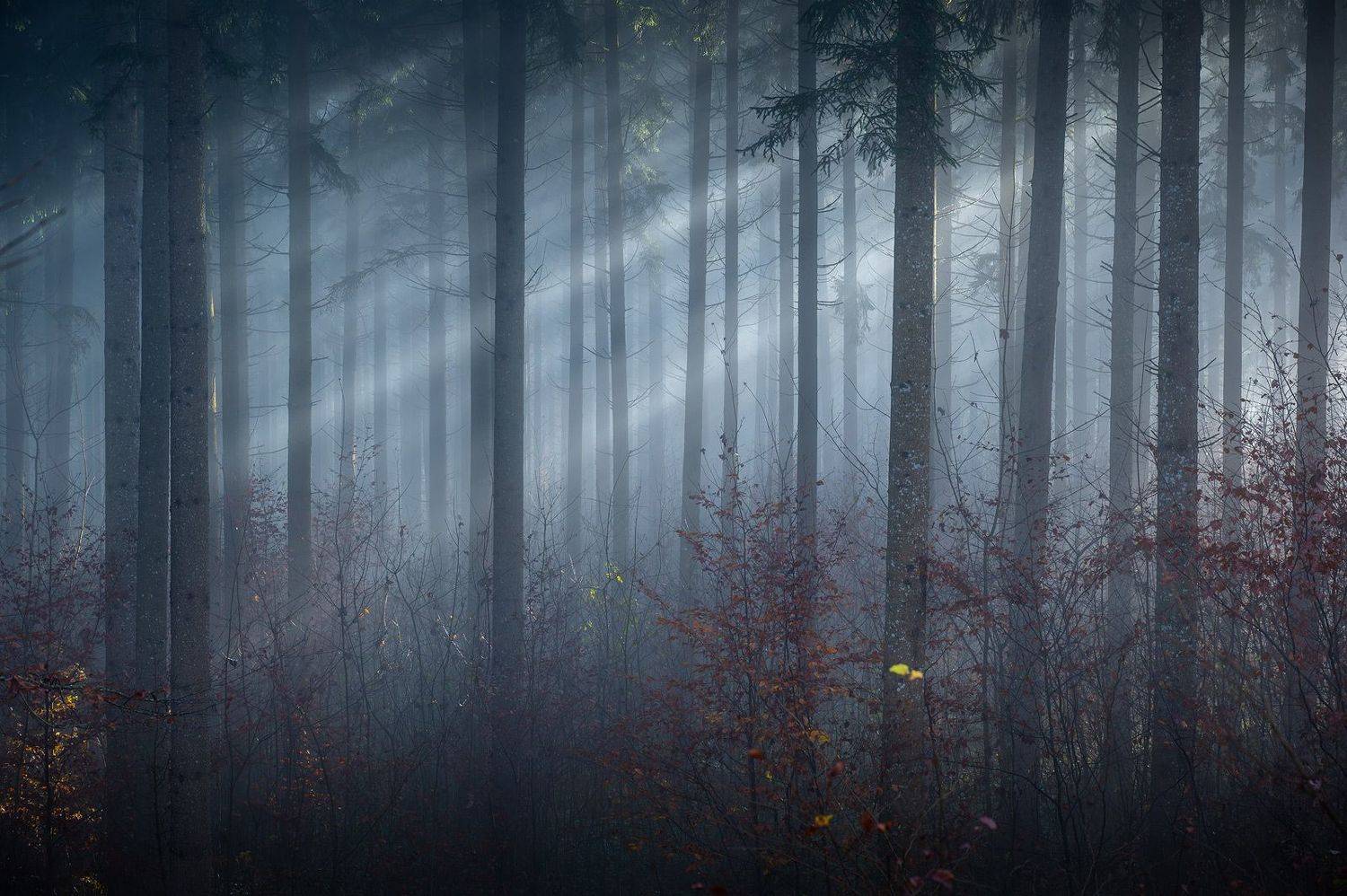 Автор: Alex Emelyanov tree, trees, forest, fog, foggy, дерево, деревья, лес, туман, Alex Emelyanov