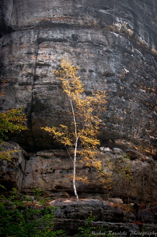 tree, ,rocks, ,nature, ,autumn, ,season, ,colors, ,leaves, ,birch Nature fights for existancephoto preview