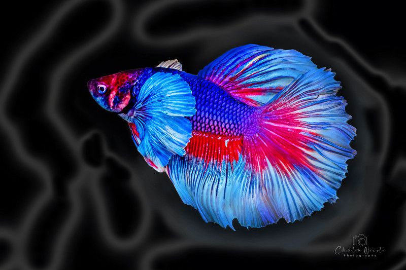 fish, small, macro, light, color, red, blue, water, animal, nature, black Fishphoto preview