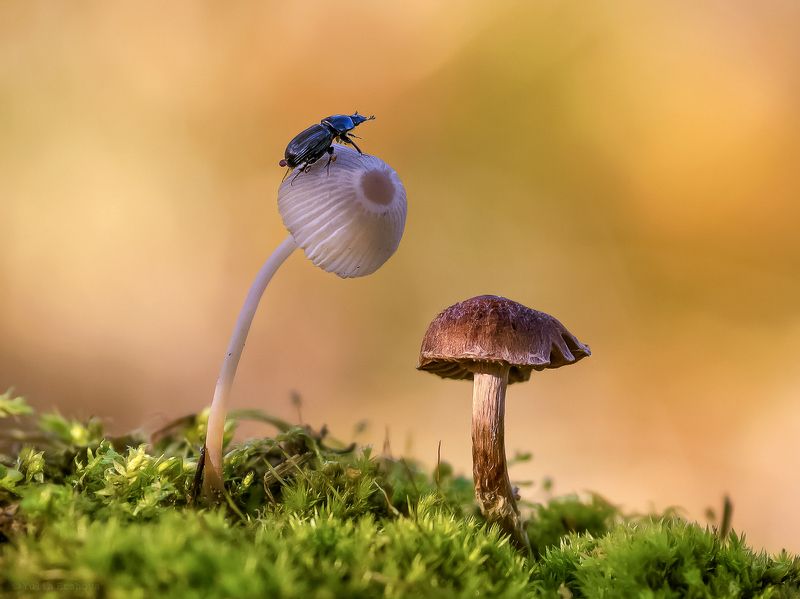 жук, грибы К взлёту готовphoto preview