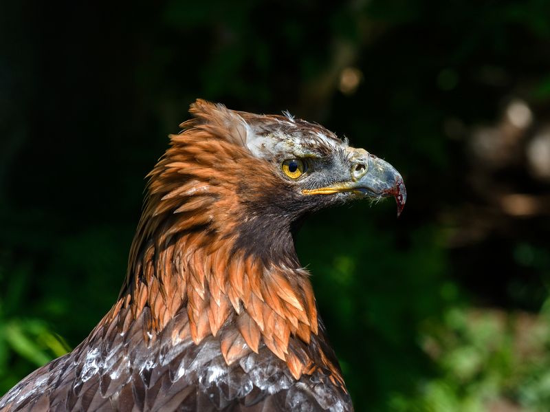 Беркутphoto preview