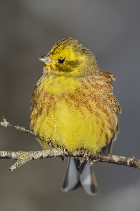 Geltonoji starta (Emberiza citrinella) Yellowhammer Geltonoji starta (Emberiza citrinella) Yellowhammerphoto preview
