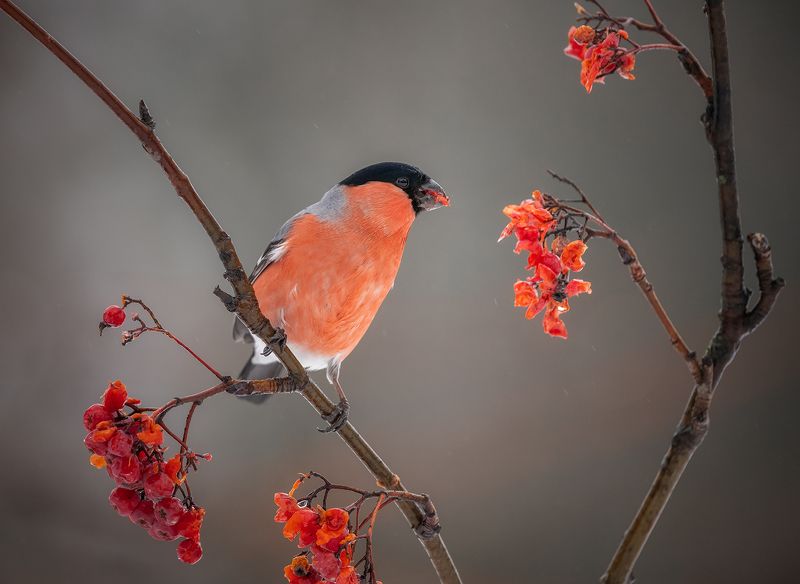 Снегирьphoto preview