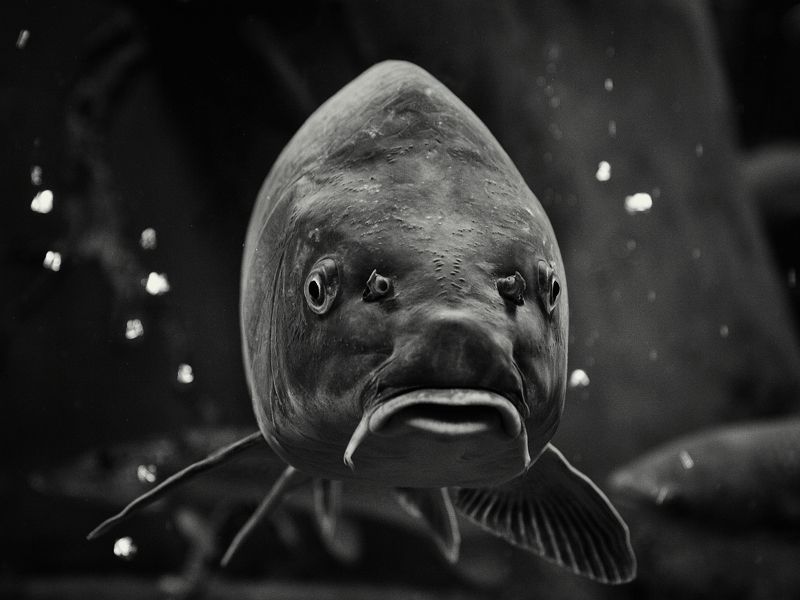 Мудрецphoto preview