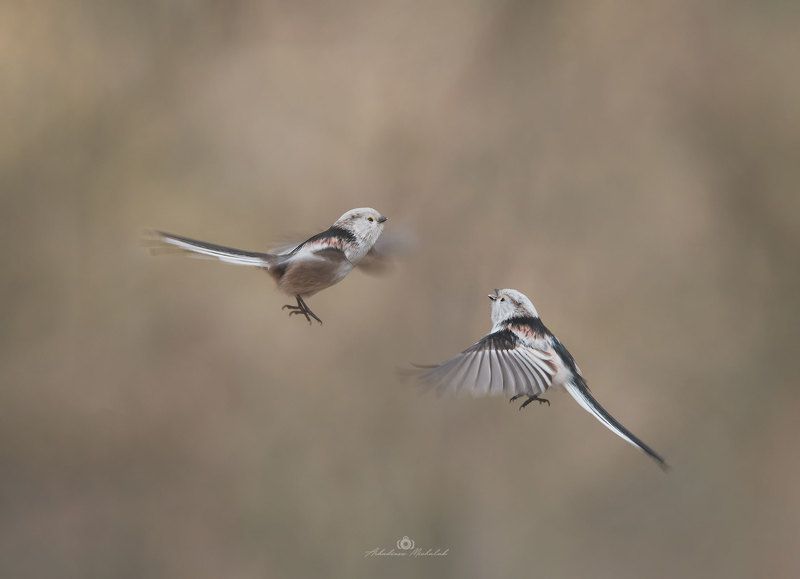 Raniuszekphoto preview