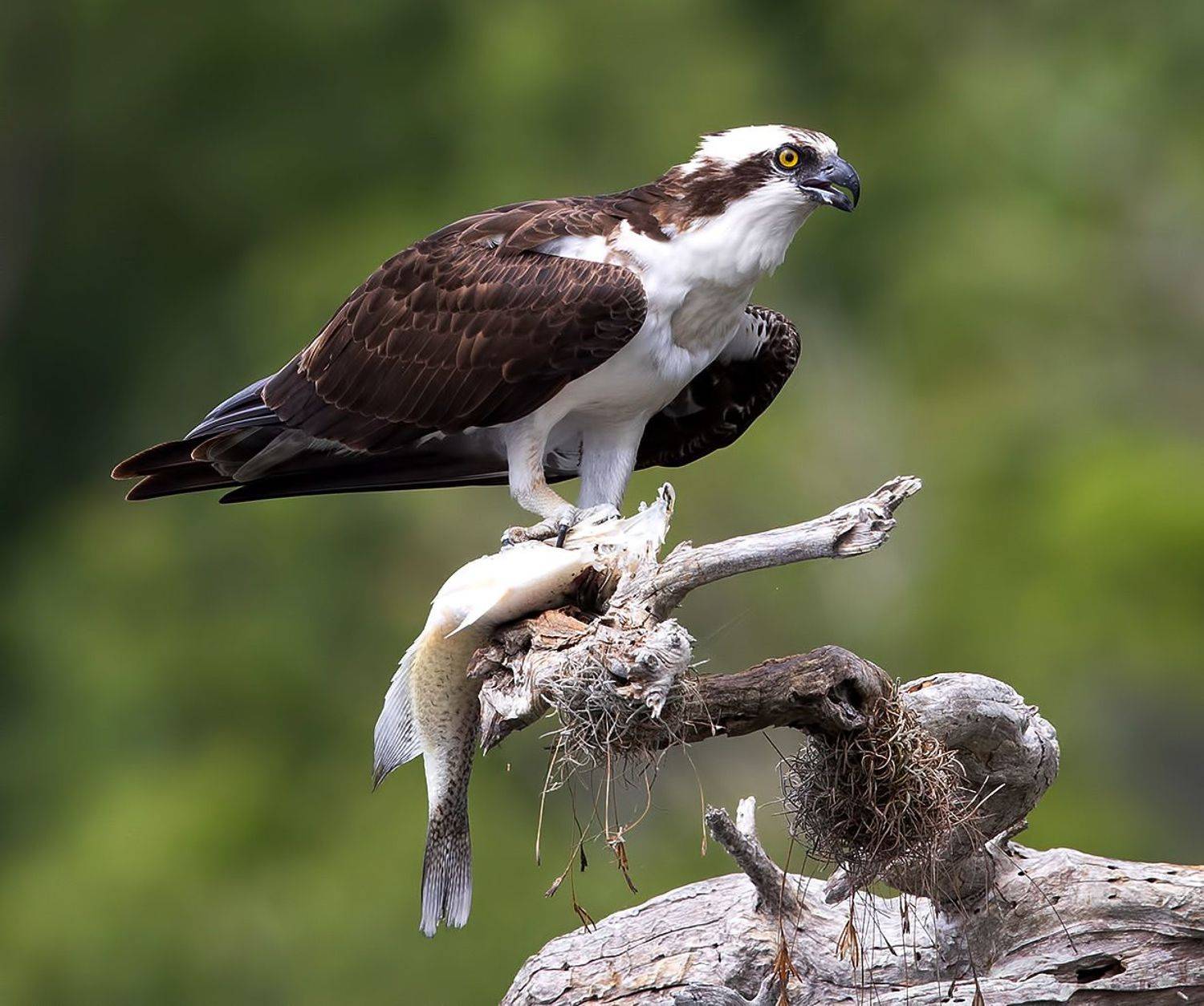 скопа, osprey, florida, флорида, хищные птицы, raptor, wildlife, wild, Elizabeth Etkind