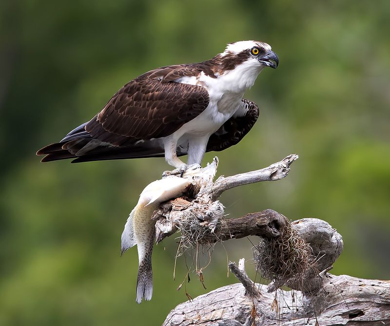 скопа, osprey, florida, флорида, хищные птицы, raptor, wildlife, wild Osprey with Prey - Скопа с добычейphoto preview