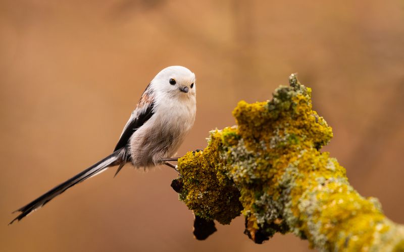 Long-tailed Tphoto preview