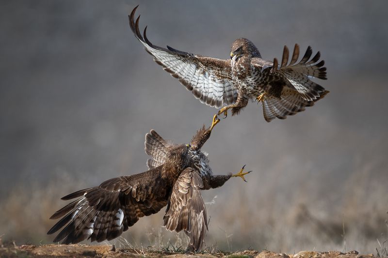 Кунг фу момент канюковphoto preview