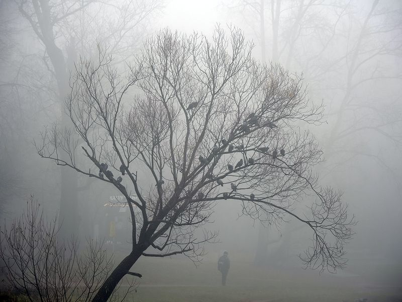 голубиphoto preview