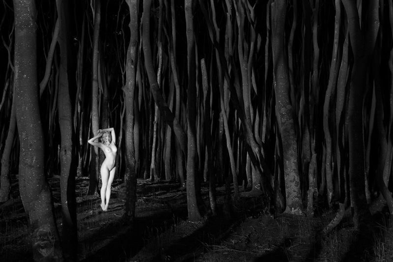 Wald, Bäume, Ostsee, Weststrand Ins Licht gerücktphoto preview