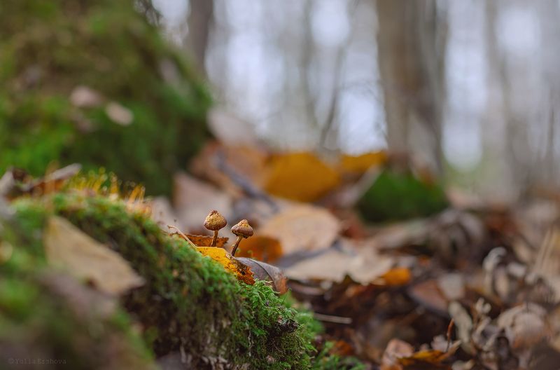 лес, осень, грибы Двое из ларцаphoto preview