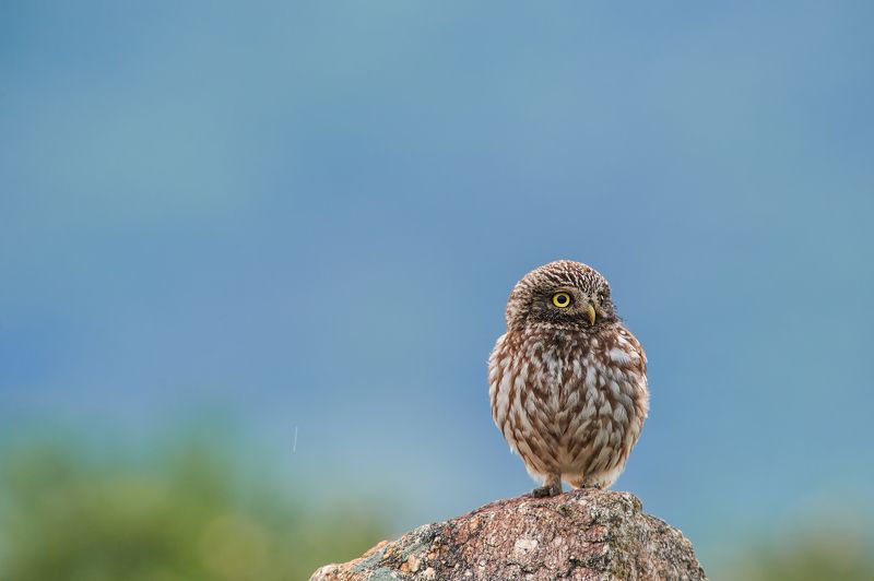 nature, wildlife, birds, owls ***photo preview