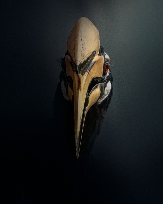 bird, wildlife, nature Oriental Pied Hornbillphoto preview
