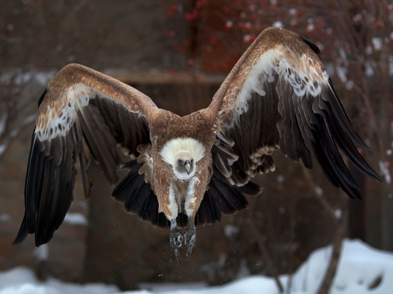 Белоголовый сипphoto preview