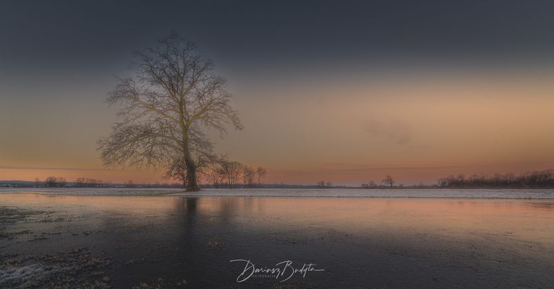 Winter treephoto preview