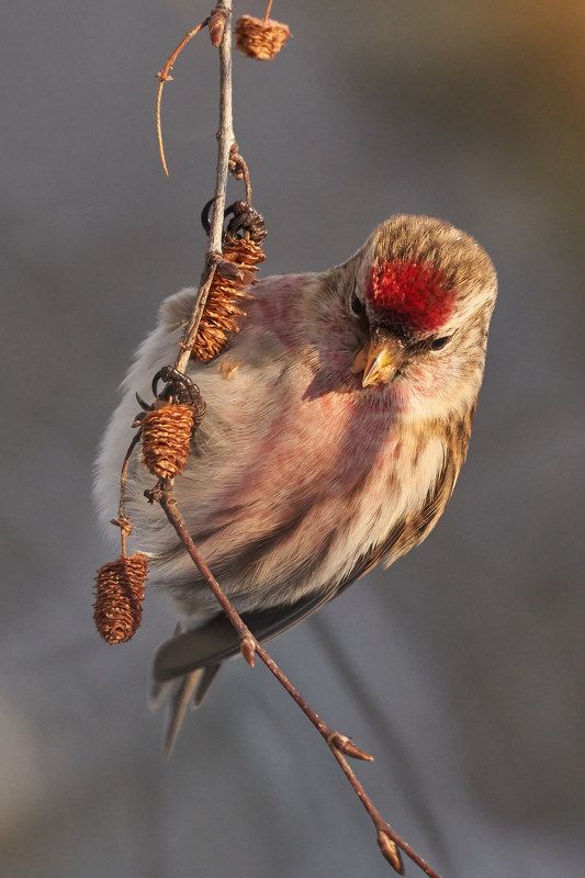 Чечетка (СПб, январь 2022)photo preview