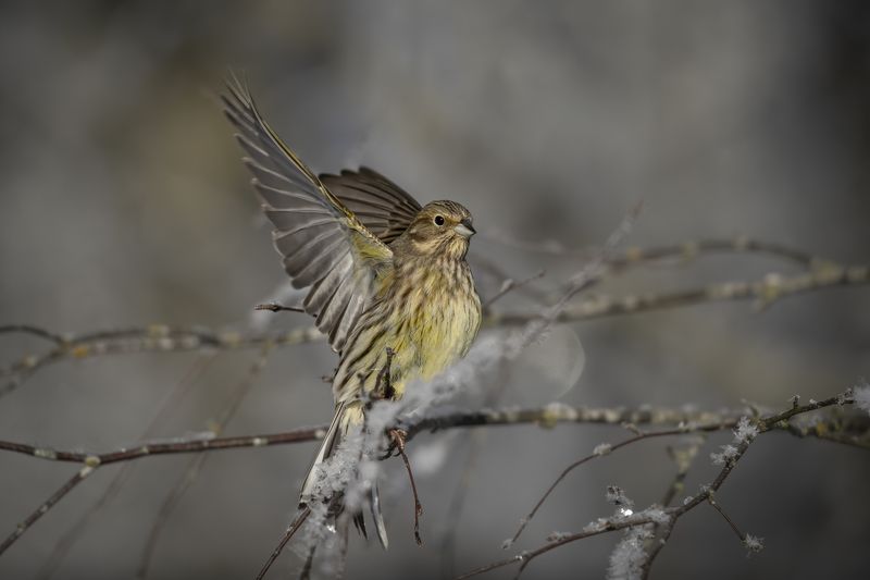 Geltonoji starta (Emberiza citrinella) Yellowhammer Geltonoji starta (Emberiza citrinella) Yellowhammerphoto preview
