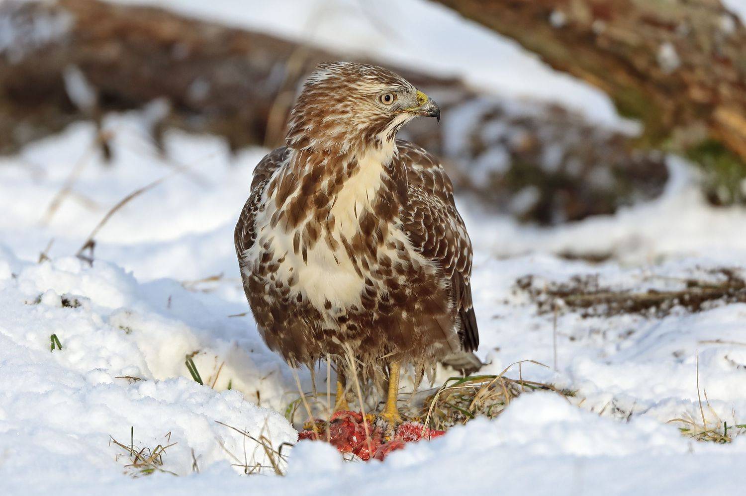 Канюк.. Автор: Александр Гусар , Александр Гусар