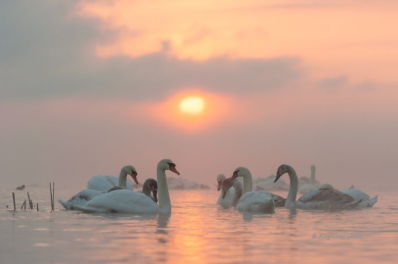 Ранок на Різдво...photo preview