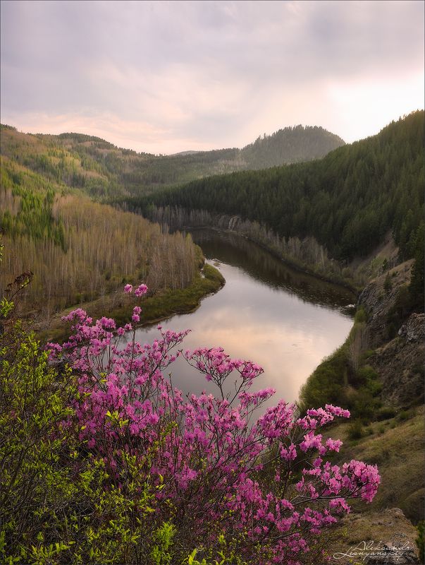 забайкальский край, чита Рододендрон даурский. р.Ингодаphoto preview
