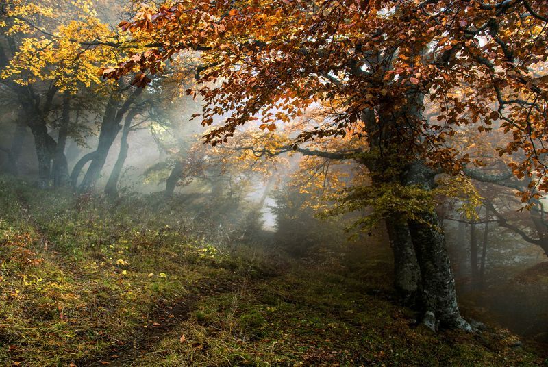 Лесная сказкаphoto preview