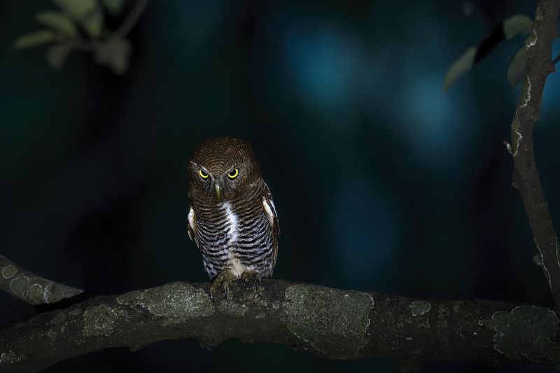 Animal, Bird, Owl, Owlet, Bird Of Prey, Wildlife, Wild, Nature, Outdoor, Travel, Bird Photography, Ghostly Owletphoto preview