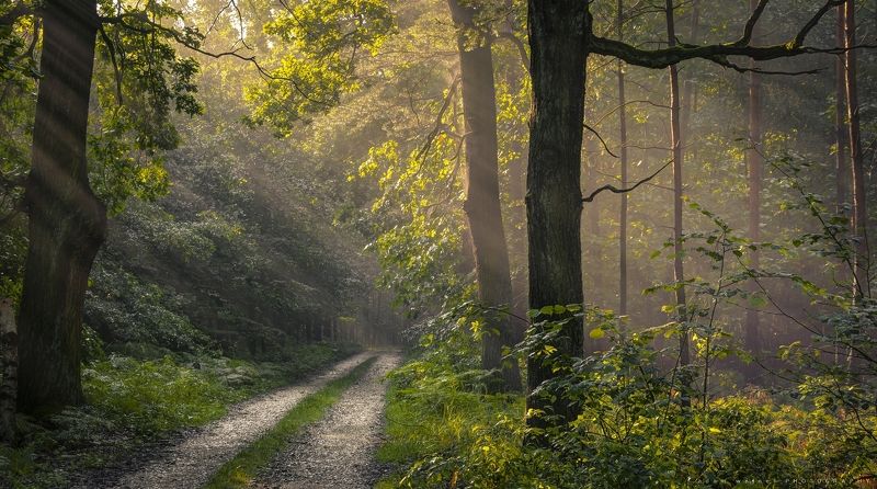 лес, дерево, утро, дорожка, природа, солнечный, свет, , forest, tree, morning, path, nature, sunshine Wandering among the old trees.photo preview