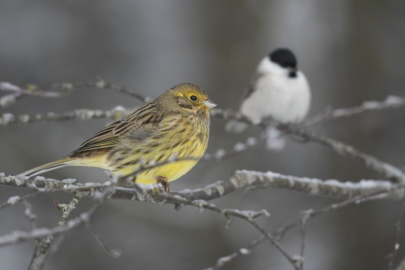 Geltonoji starta (Emberiza citrinella) Yellowhammer Geltonoji starta (Emberiza citrinella) Yellowhammerphoto preview