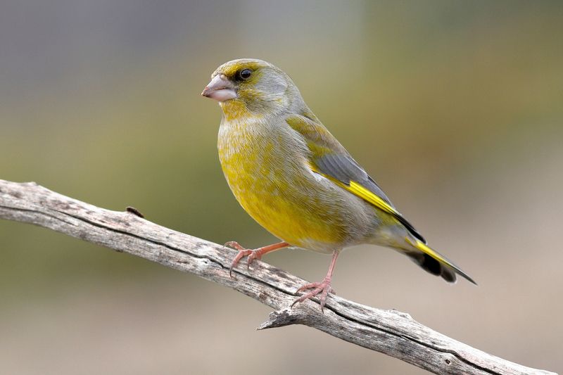 Зеленушкаphoto preview