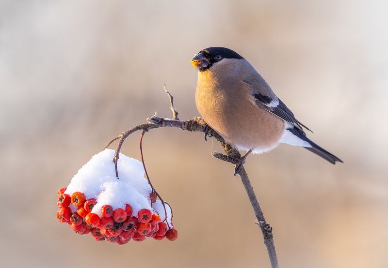 Снегирь на ветке рябиныphoto preview