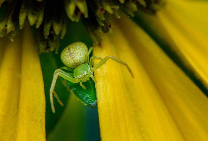 Green crab spider on yellow flowerphoto preview