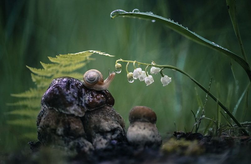 Сна уходящего тениphoto preview