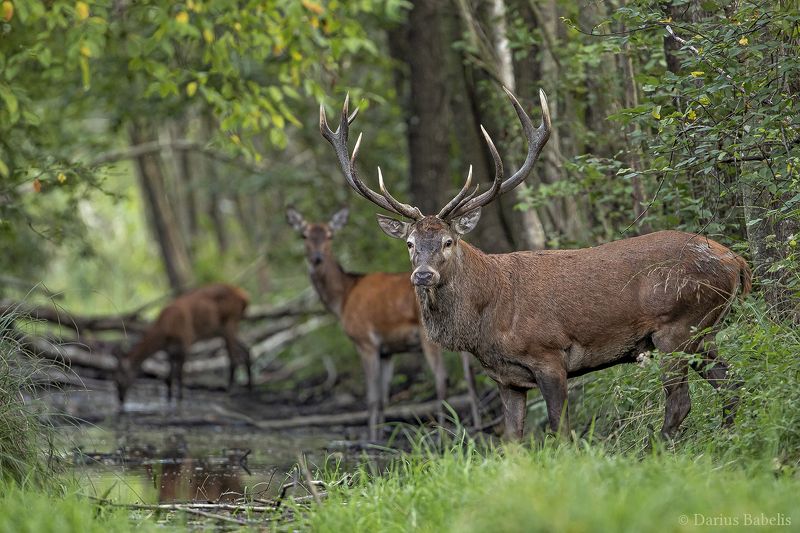 Благородный оленьphoto preview