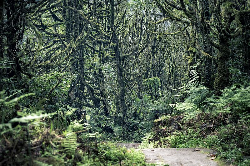 Сказочный лесphoto preview