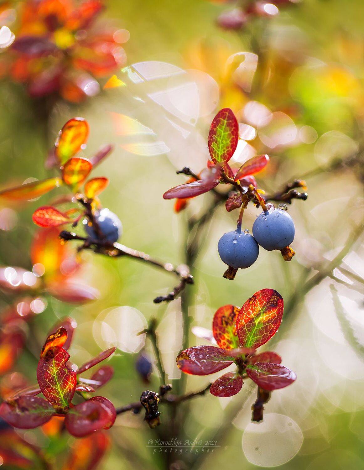 Голубика.... Автор: Андрей Корочкин , Андрей Корочкин