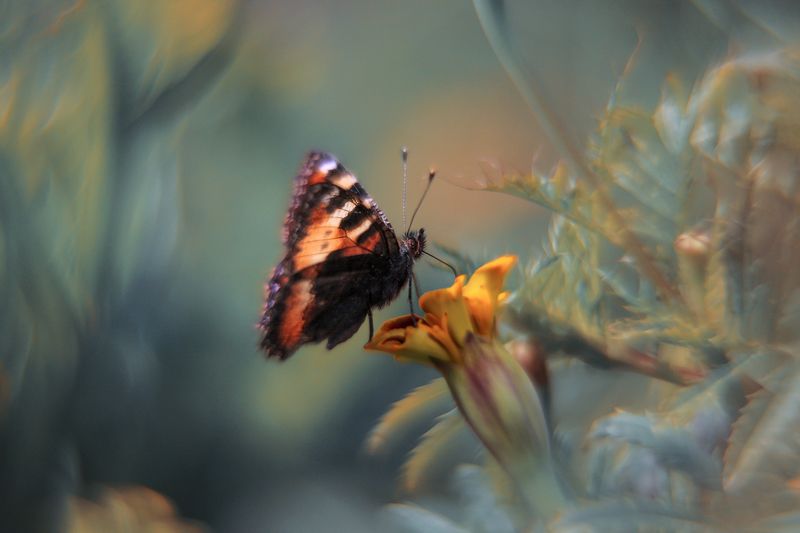 бабочка ***photo preview