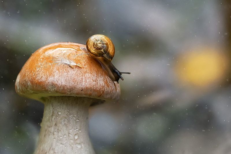 макро, улитка, макрофотографии, гриб, Закатphoto preview