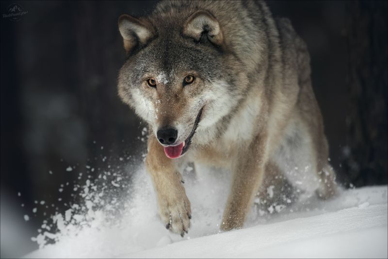 волк, wolf, красная шапочка, беларусь, красный бор, фототур в красный бор, фотоохота, canis lupus, red riding hood, серый волк, обыкновенный волк, евразийский волк, европейский волк,фототур в красный бор, фотоохота в беларуси, фототур на рождество По следу ..photo preview