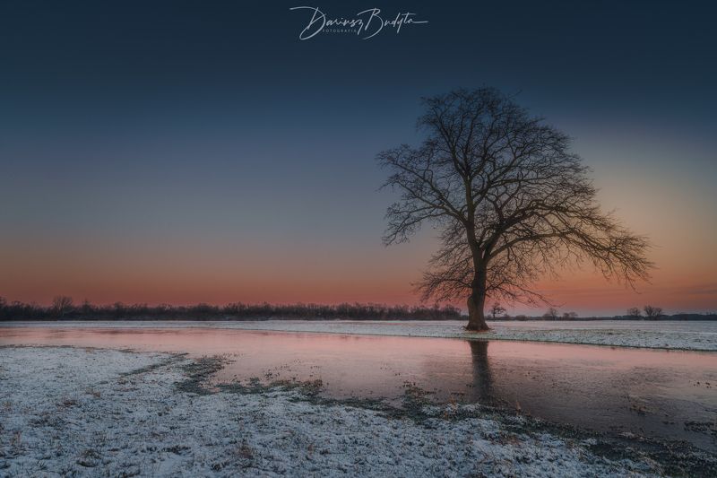 Winter treephoto preview