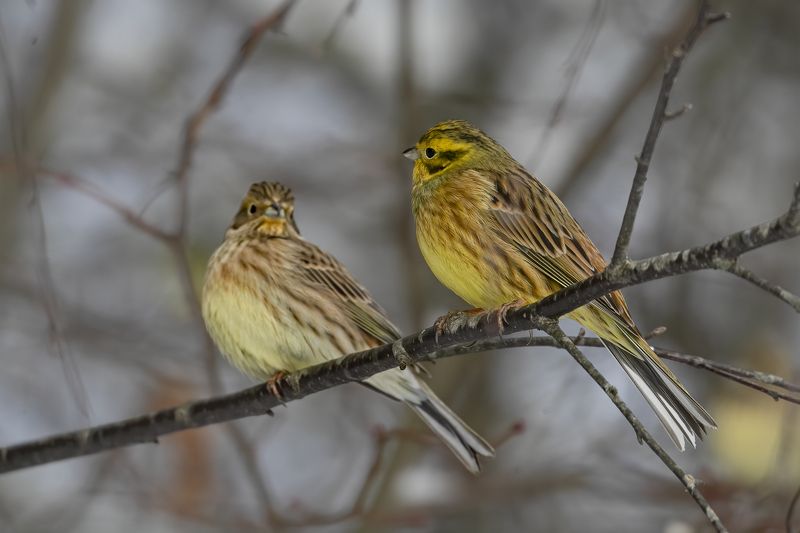 Geltonoji starta (Emberiza citrinella) Yellowhammer Geltonoji starta (Emberiza citrinella) Yellowhammerphoto preview