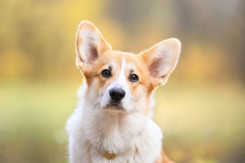 Осенняя грустинка Скайphoto preview