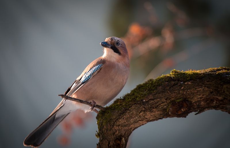 birds, jay, wildlife, птицы, сойка, зима, снег Сойкаphoto preview
